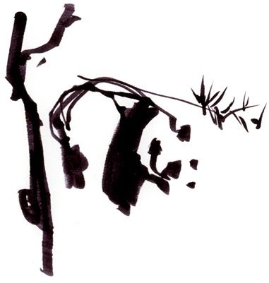 San Diego Zoo Panda San Diego Zoo Panda